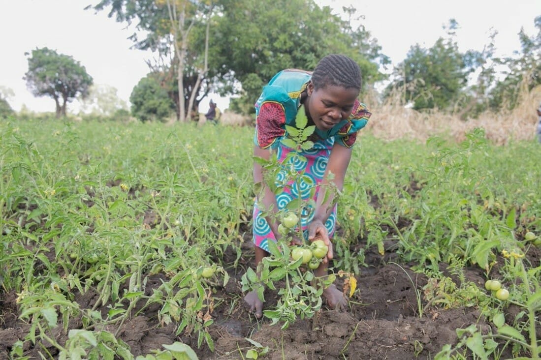 A woman farming in a field of green plants