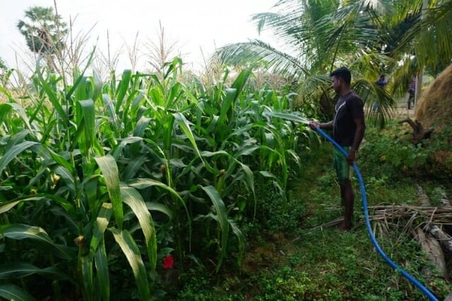 a-farmer-using-irrigated-water