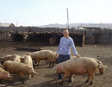 mongolia-pig-farmer mongolia-pig-farmer