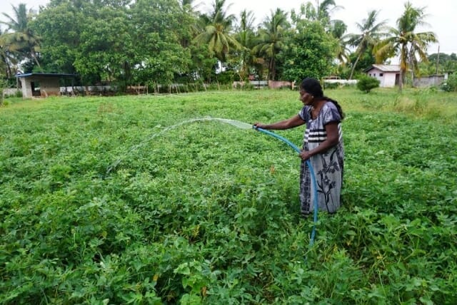 waste-water-used-for-groundnut-cultivation