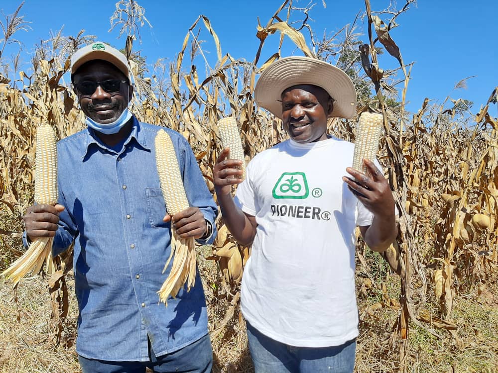 Zambian Farmers, Million and Patrick stand next to each other in maize field holding shucked corn in both hands on sunny day after attending a 3 day climate resilient business training.