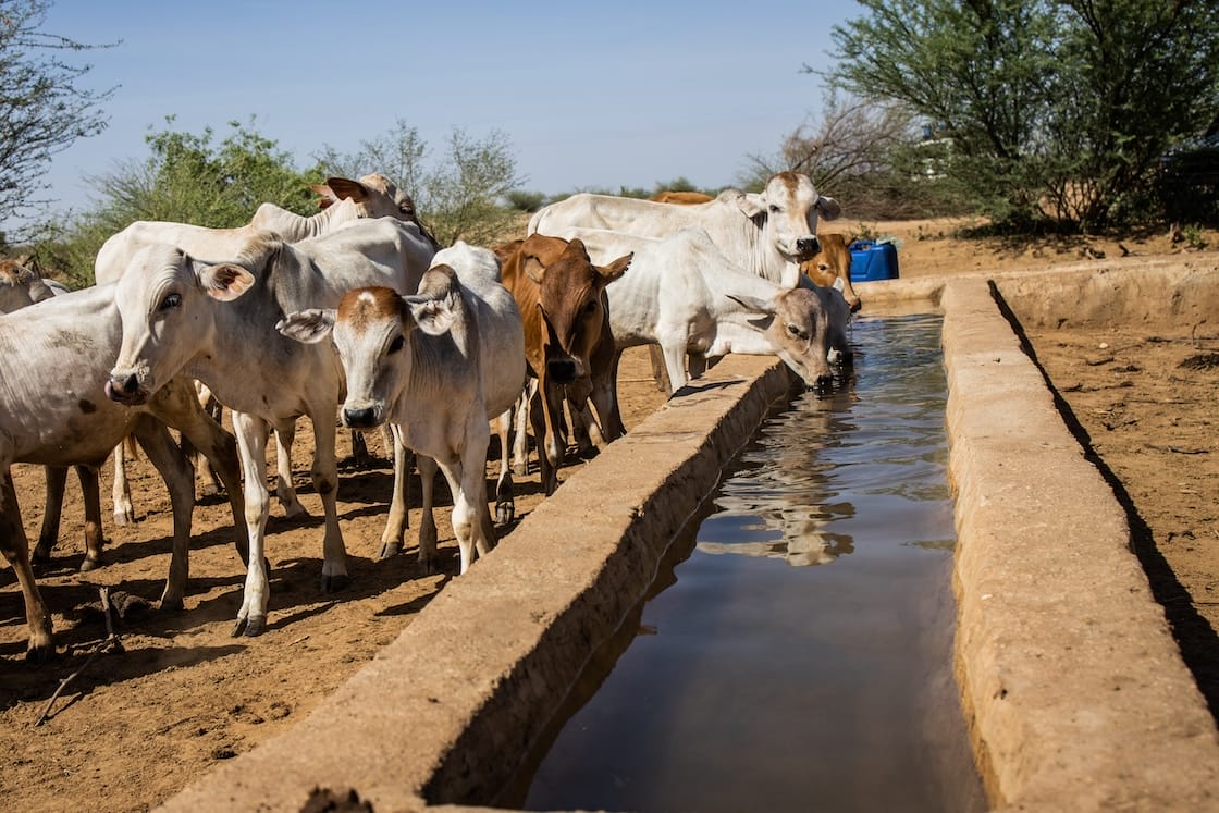 Cattle drinking water at rehabilitated Ellekolom water scheme in Terongola kebele, Dassanch Woreda, South Omo, SNNPR, Ethiopia.
